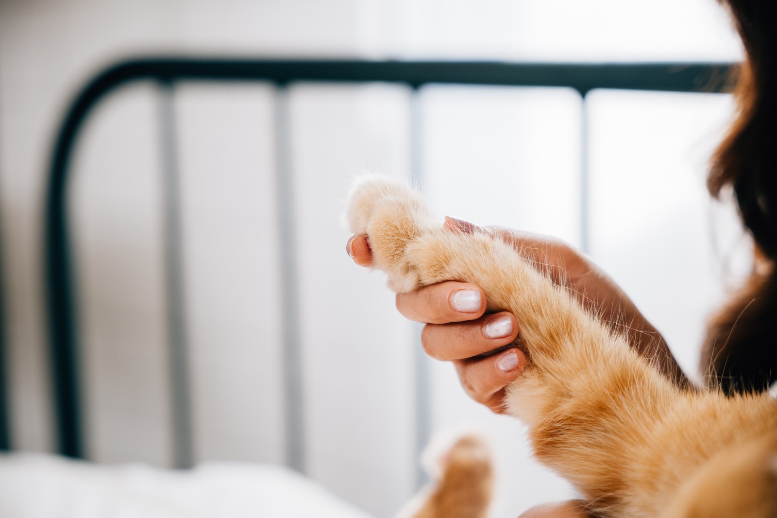 Owner gently holding cat's paw